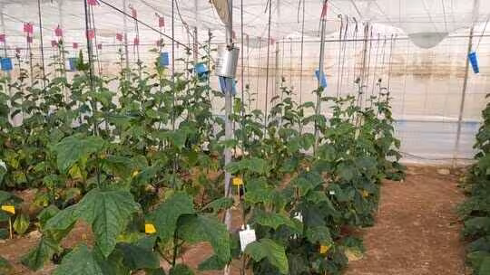 Estudio sobre la mejora del cultivo de pepino con posos de caf&eacute; (Foto Universidad de Granada)