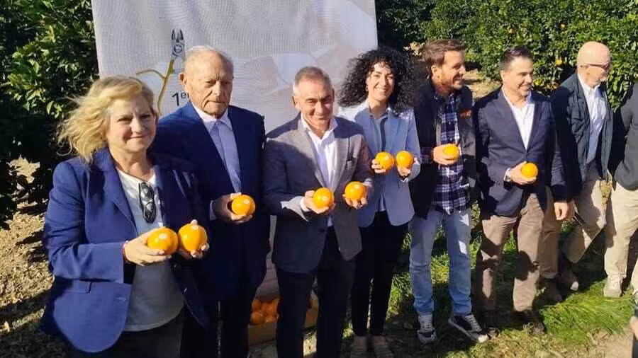 Primer corte de la IGP C&iacute;tricos Valencianos (Foto AVA-Asaja)