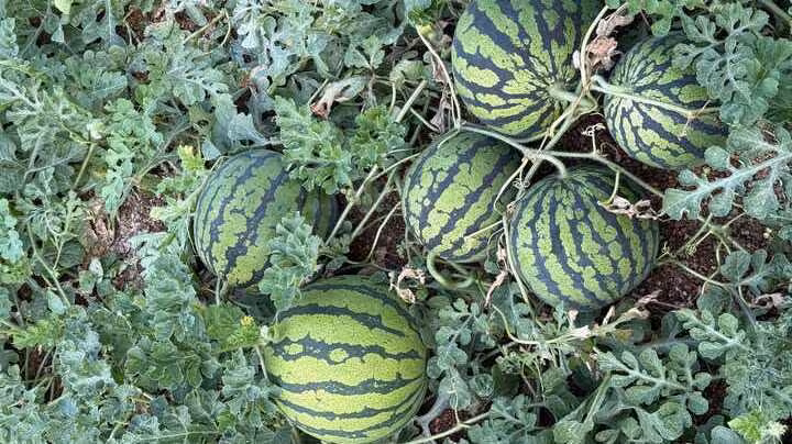 Cultivo de sand&iacute;a (Foto Semillas Fit&oacute;)