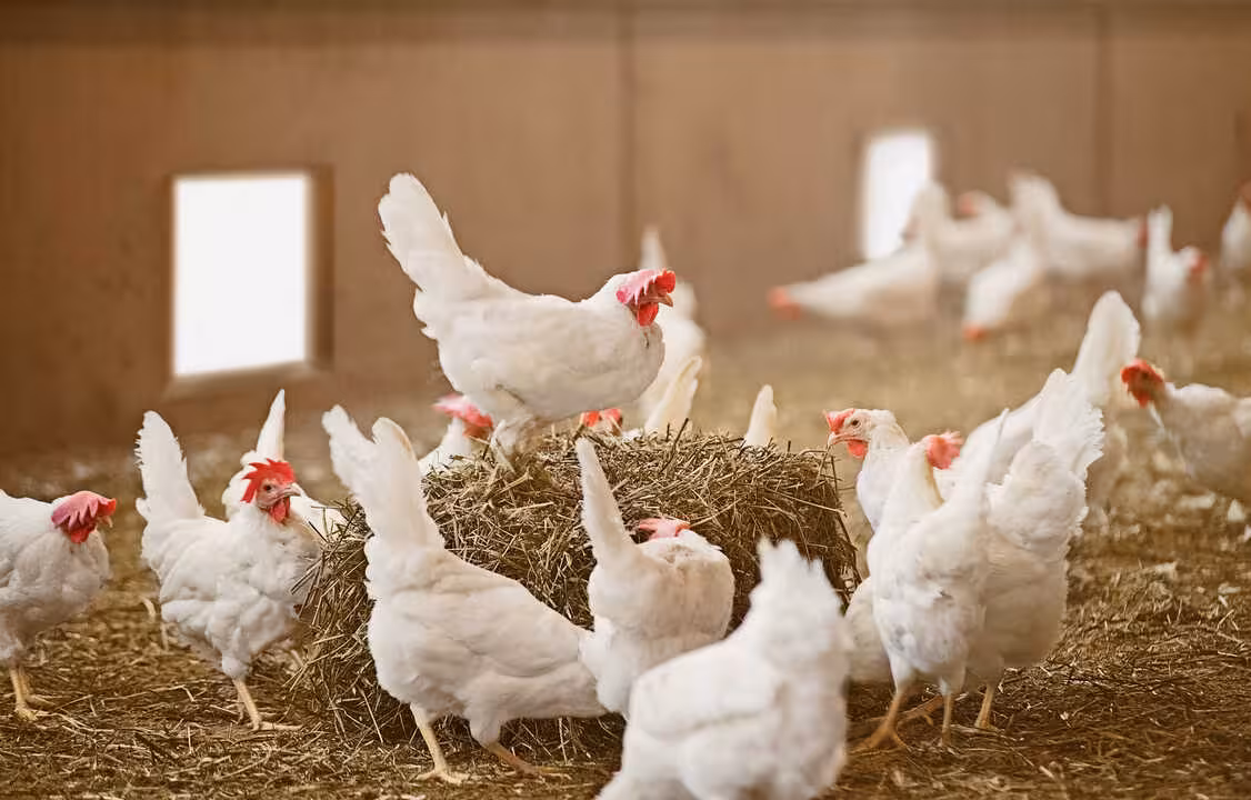 Gallinas en una granja (Foto MAPA)