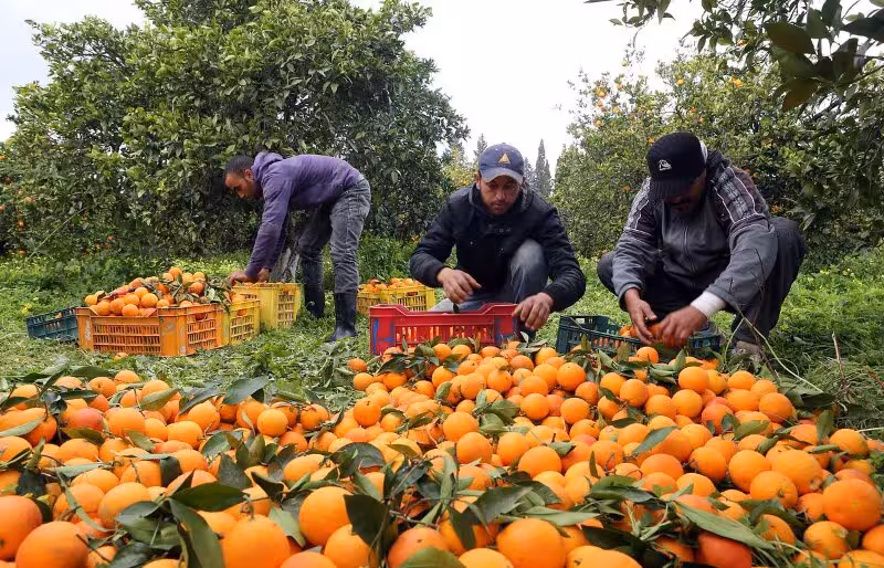 Trabajadores recolectando naranjas (Foto La Uni&oacute;)