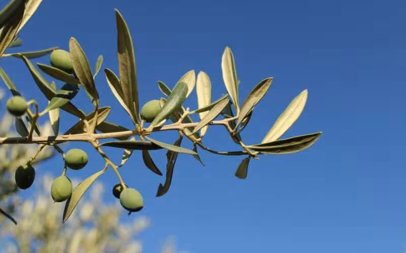Aceituna en un olivar cordob&eacute;s
