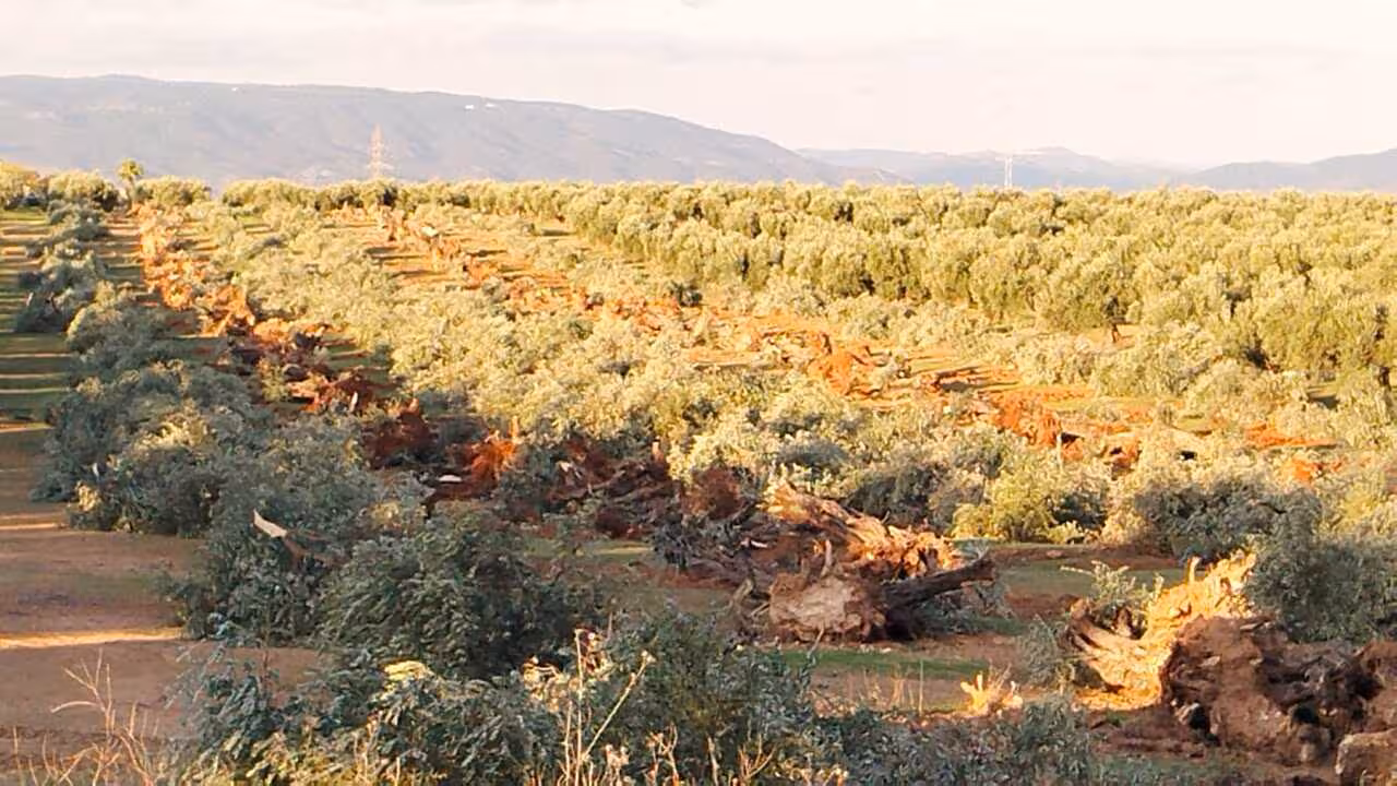 Zona de cultivo en Lopera (Foto SOS Rural y la Asociaci&oacute;n Ecolog&iacute;a y Libertad)