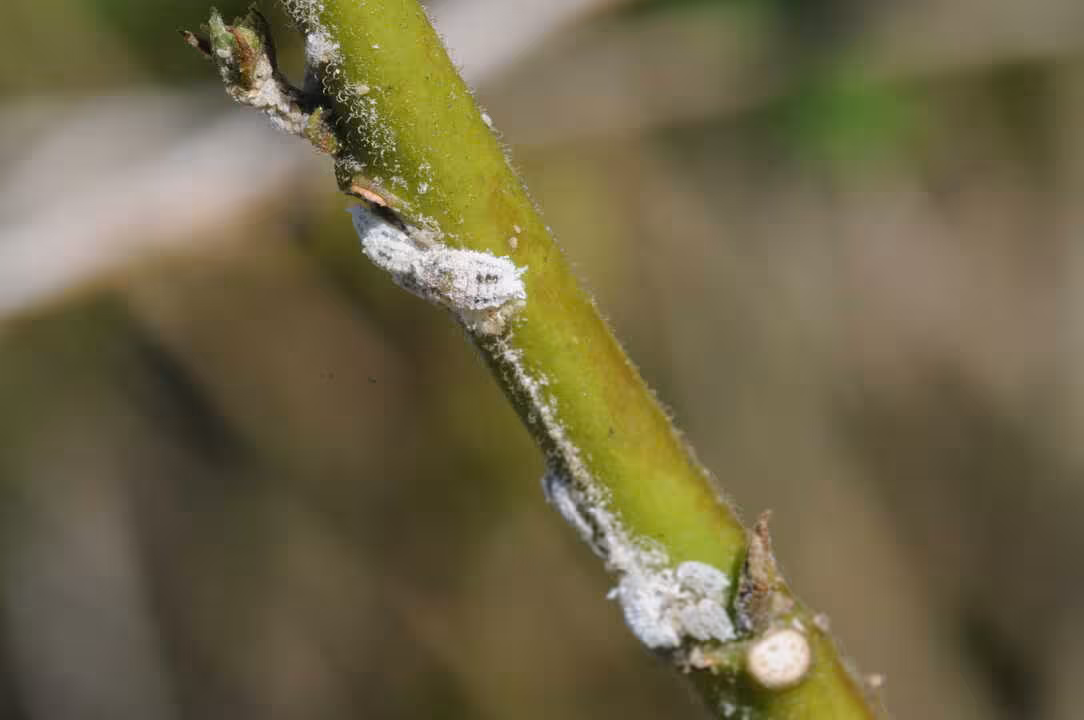 Nuevo cotonet 'Phenacoccus solenopsis' detectado en la Comunidad Valenciana (Foto La Uni&oacute;)