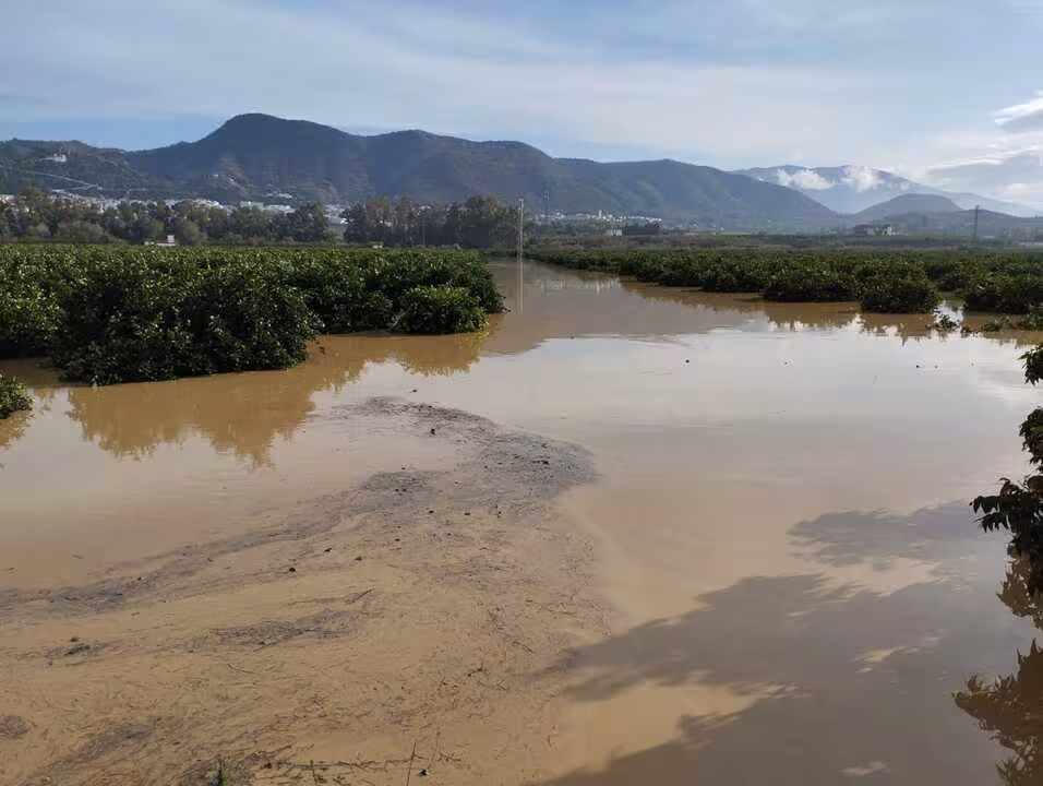 Inundaci&oacute;n de un cultivo de c&iacute;tricos (Foto Agroseguro)