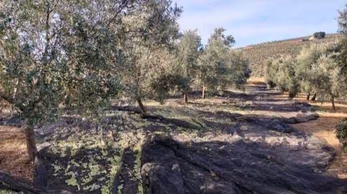 Panor&aacute;mica de un olivar (Foto COAG Andaluc&iacute;a)