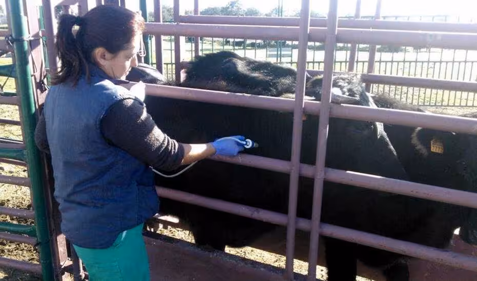 Una veterinaria comprueba el estado de salud del ganado bovino (Foto Junta de Andaluc&iacute;a)
