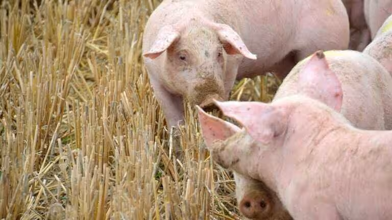 Granja de porcino (Foto Uni&oacute;n de Uniones)