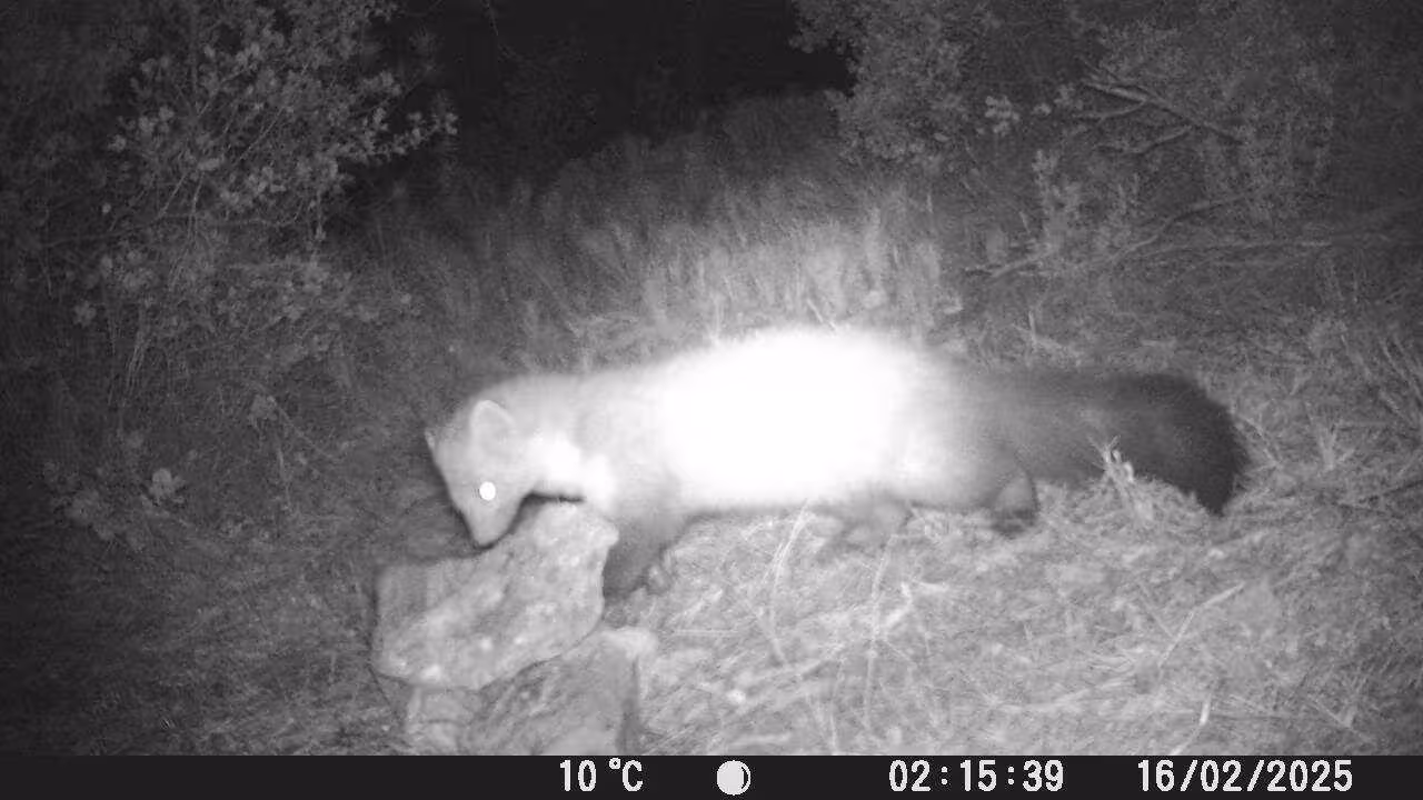 Ejemplar de gardu&ntilde;a captado por las c&aacute;maras de fototrampeo en el  Parque Regional Sierra del Carche (Foto CARM)