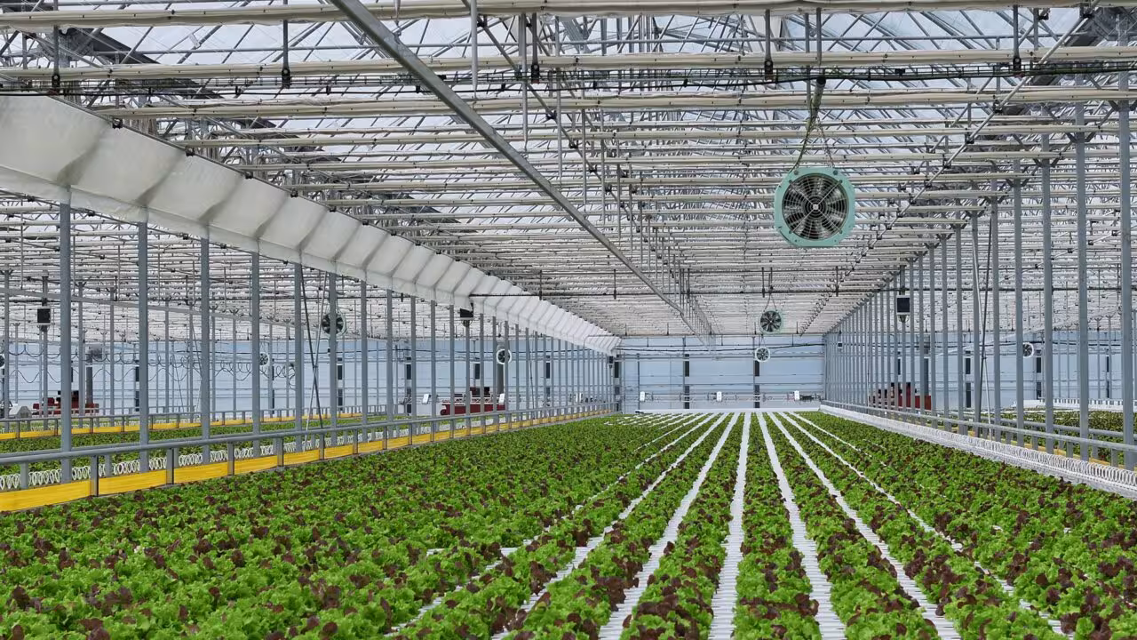 Invernadero de lechuga hidrop&oacute;nica en Jap&oacute;n (Foto J. Huete Greenhouses)