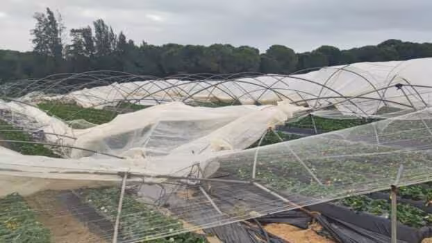 Da&ntilde;os en explotaciones de frutos rojos (Foto UPA Huelva)