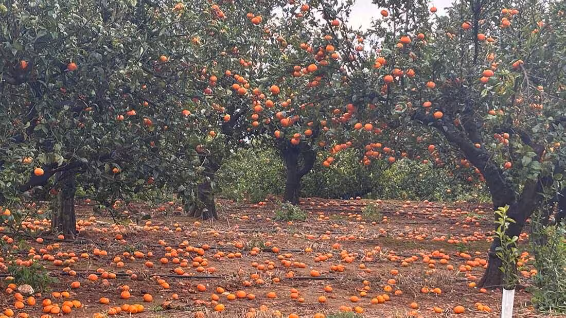 Mandarinas en el suelo por la fuerza del viento en una finca de Valencia (Foto AVA-Asaja)