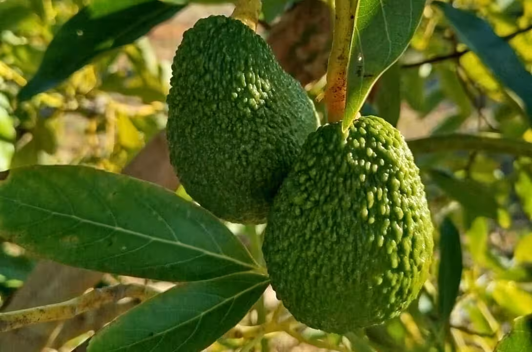 Aguacates en el &aacute;rbol (Foto ACA-Asaja)