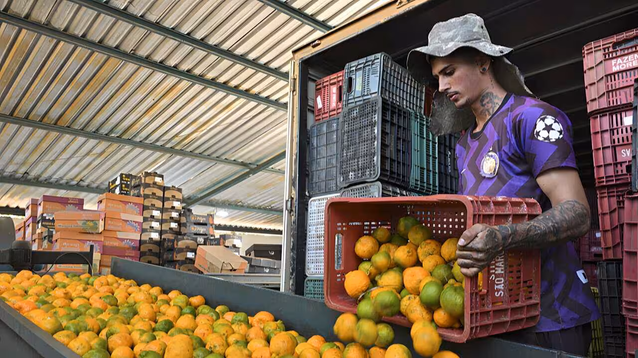 Naranjas de zumo (Foto La Uni&oacute;)