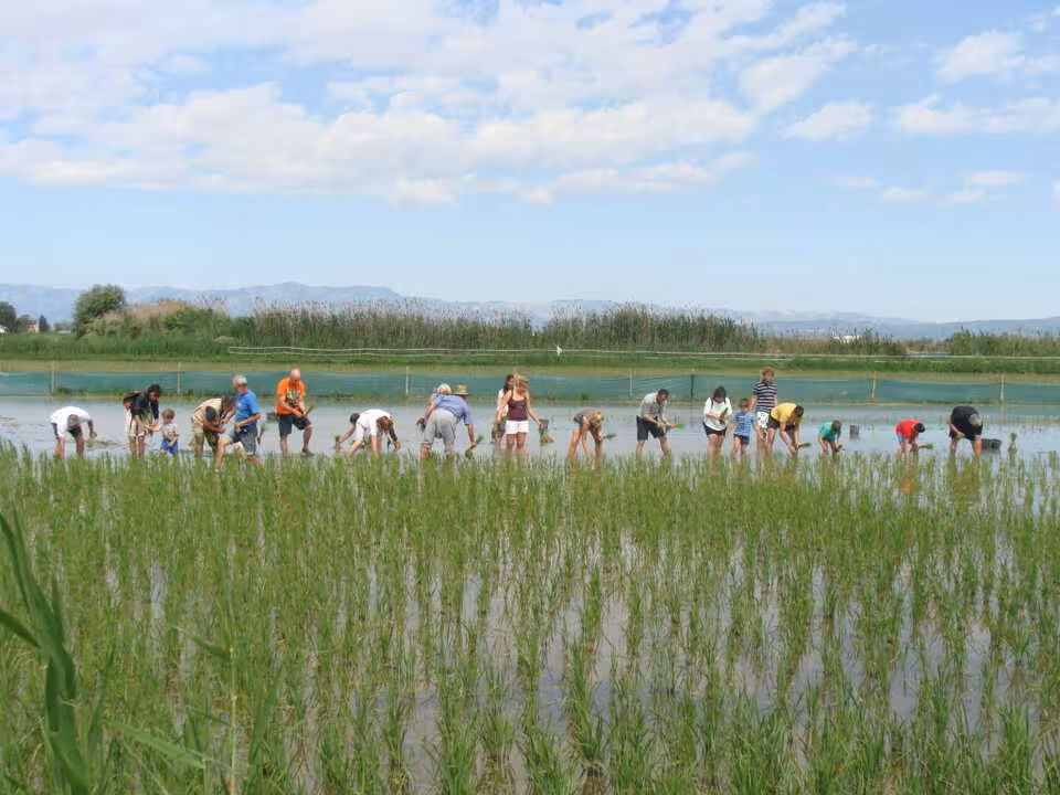 Plantada del arroz en el delta del Ebro (Foto SEOBirdLife) Archivo