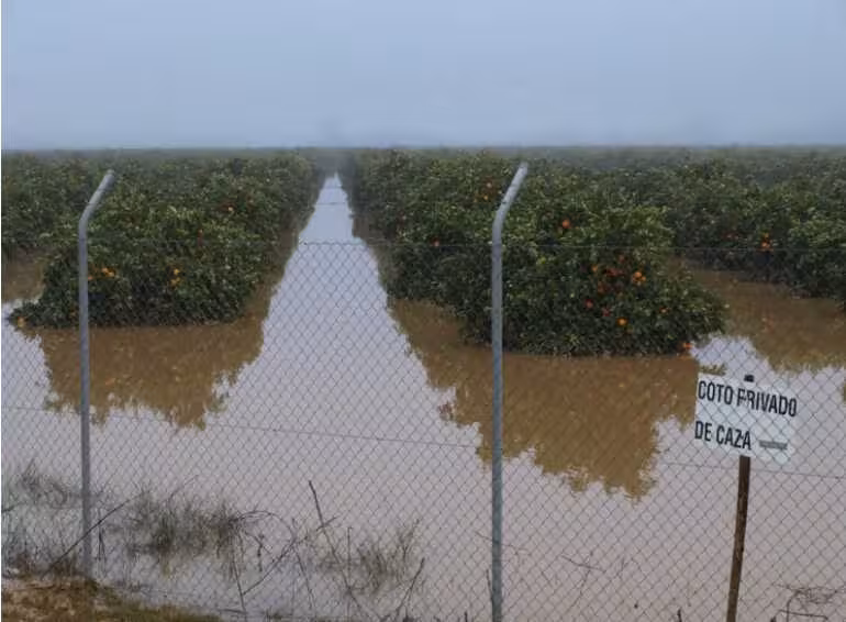 Finca de c&iacute;tricos inundada (Foto Consejer&iacute;a de Agricultura de Andaluc&iacute;a)