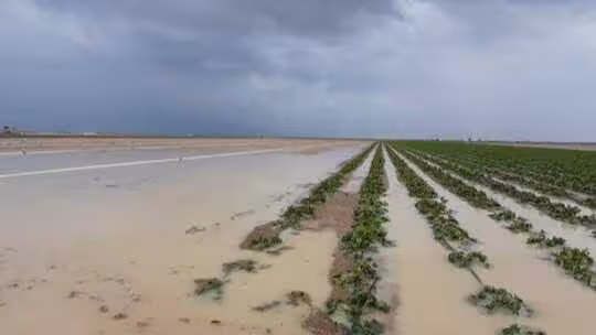 Finca de hortalizas inundada en Lebrija (Foto COAG Sevilla)