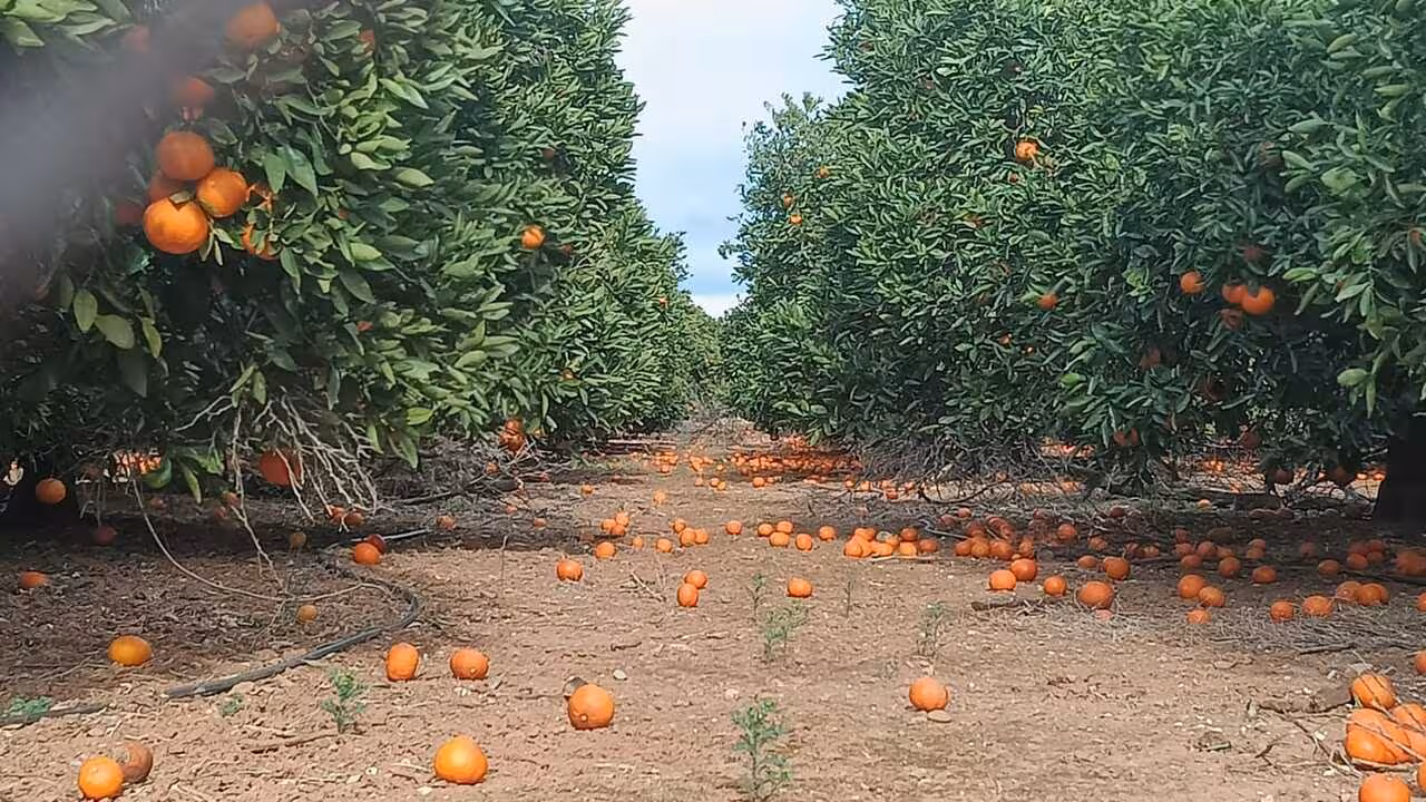 Naranjas en el suelo por los fuertes vientos (Foto La Uni&oacute;)
