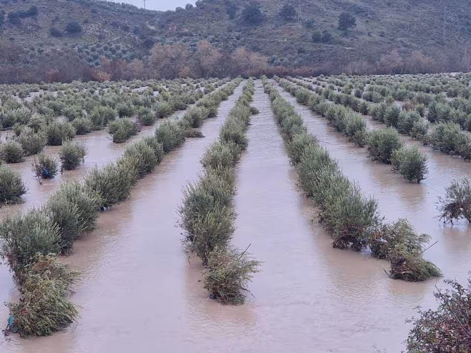 Olivos inundados en &Iacute;llora tras el paso del tren de borrascas (Foto COAG Granada)