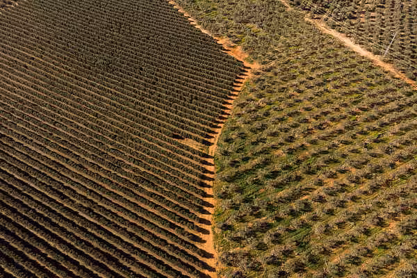 Vista a&eacute;rea de un olivar (Foto Greenpeace)