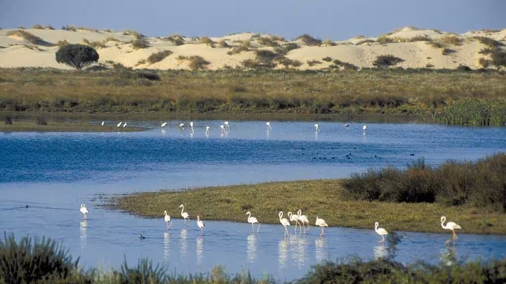 Marismas de Do&ntilde;ana (Foto Junta de Andaluc&iacute;a)