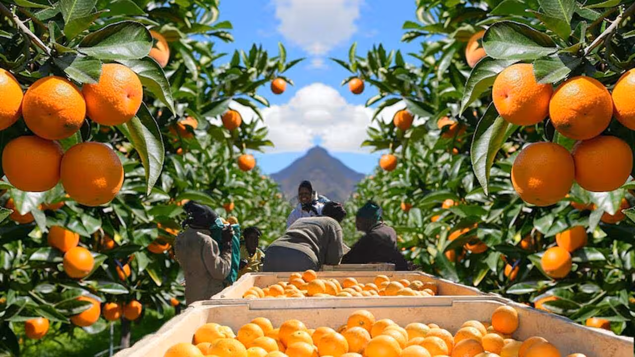 Naranjas de Sud&aacute;frica (Foto La Uni&oacute;) Recursos