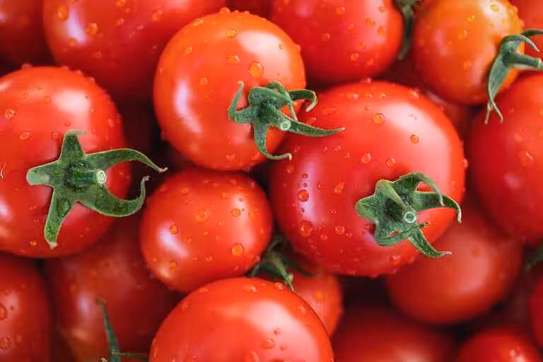 Tomate (Foto Uni&oacute;n de Uniones)