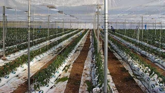 Cultivo de invernadero (Foto Coiam)