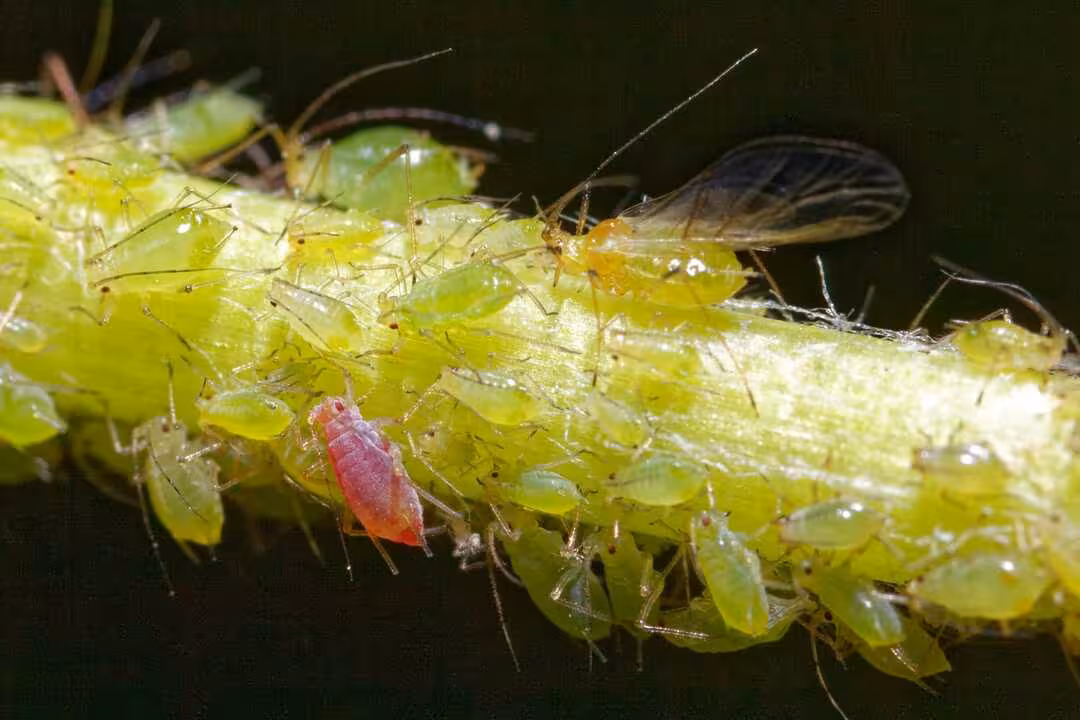 Plaga de pulg&oacute;n: peque&ntilde;os insectos que se alimentan de la savia y debilitan seriamente los cultivos (Fuente Pixabay) Fundaci&oacute;n Ingenio y SOS Rural