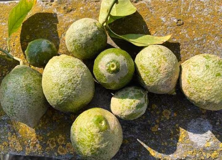 Limones afectados por una plaga (Foto Asaja Murcia)