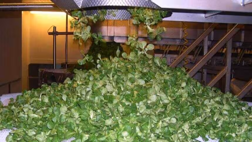 Procesado de verduras de IV Gama (Foto Asociaci&oacute;n Espa&ntilde;ola de Frutas y Hortalizas Lavadas Listas para su Empleo AFHORFRESH)