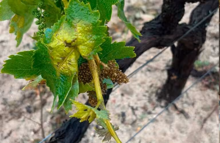 Mildiu en un vi&ntilde;edo (Foto DOP Condado de Huelva)