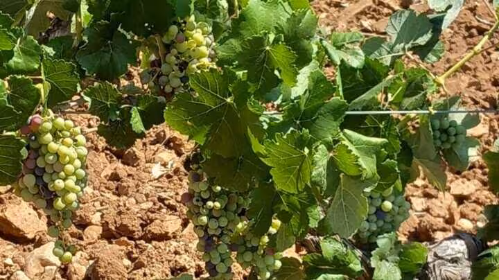 Vi&ntilde;edo (La Uni&oacute;)