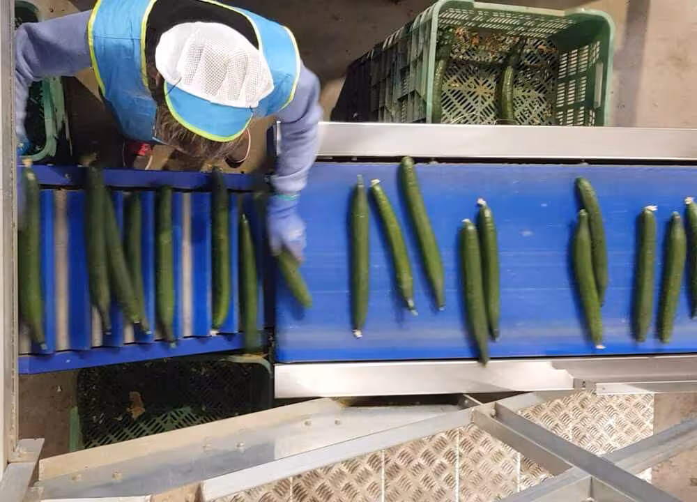 Trabajadora del manipulado en una industria alimentaria (Foto Coexphal)