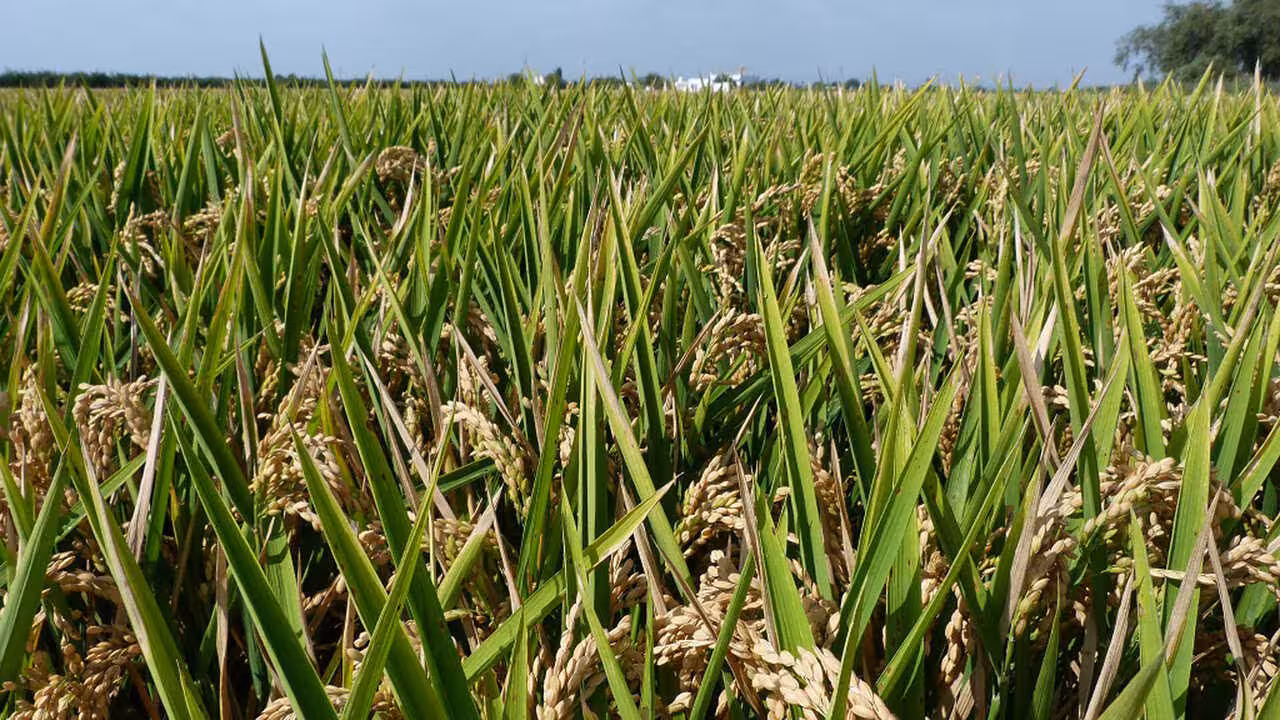 Cultivo de arroz (Foto Cooperativas AgroAlimentarias)