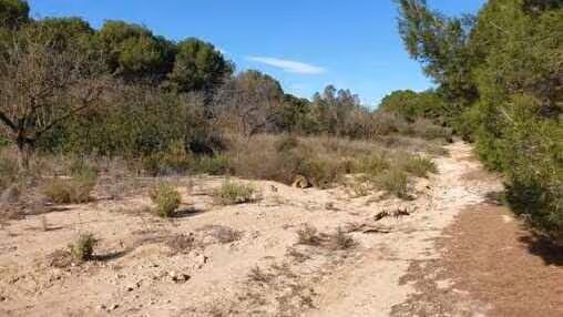 Ca&ntilde;ada de las Siete Higueras (Foto CHS)