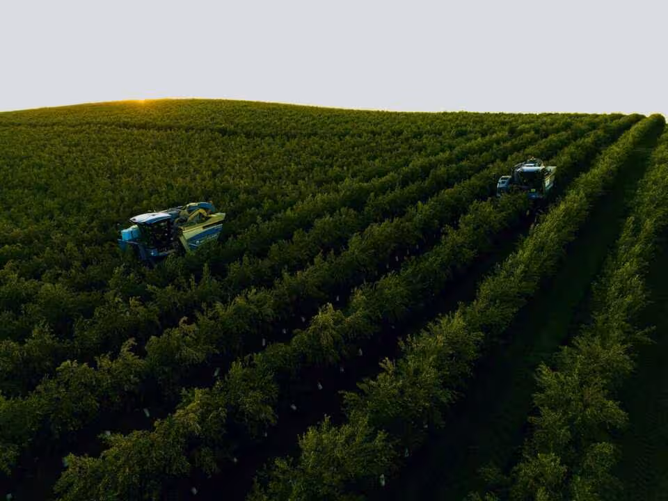 Olivar en seto (Foto Oliv&eacute;rica)