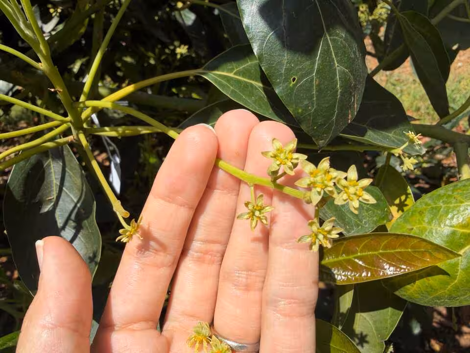 Programa de mejora gen&eacute;tica del aguacate del Ivia (Foto Generalitat Valenciana)