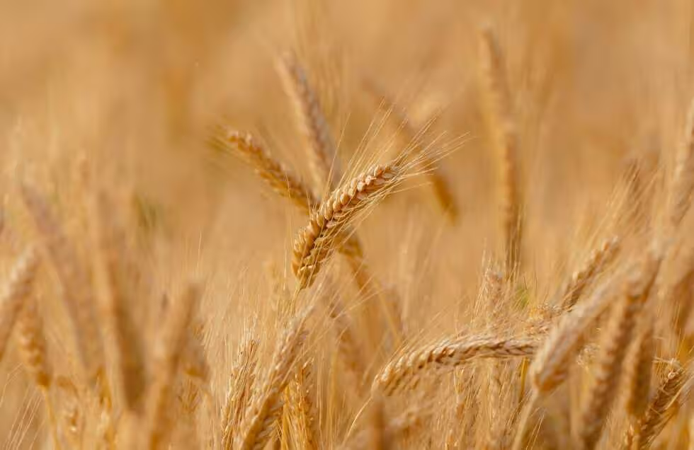 Cereal (Foto Uni&oacute;n de Campesinos de Castilla y Le&oacute;n UCCL)