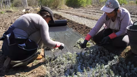 Mujeres trabajando en un vivero de pimientos (Foto Magrama)