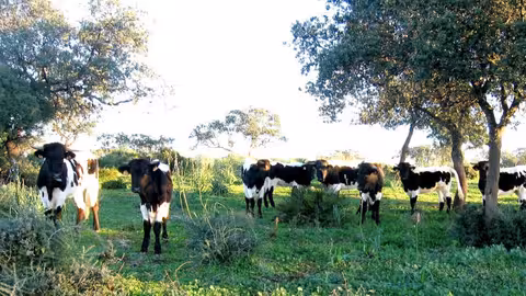 Vacas (Foto Magrama) Archivo