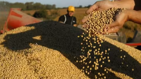Soja transg&eacute;nica (Foto FAOorg)