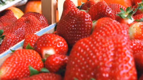 Fresas (Foto Junta de Andaluc&iacute;a)