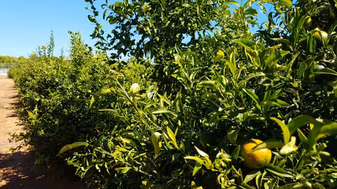Limoneros (Foto Generalitat Valenciana).jpg