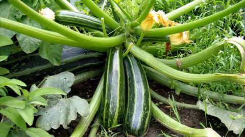 Calabacines verdes (Foto Junta de Andaluc&iacute;a)