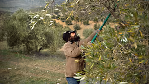 Jornalero trabajando en el olivo (Foto Junta de Andaluc&iacute;a) Archivo