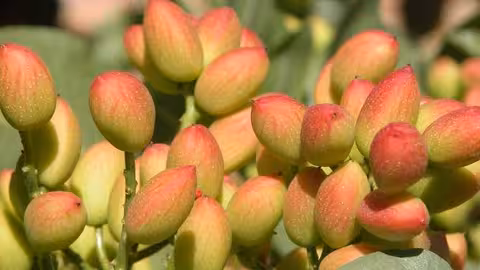 Cultivodelpistachoyelalmendro_1.jpg