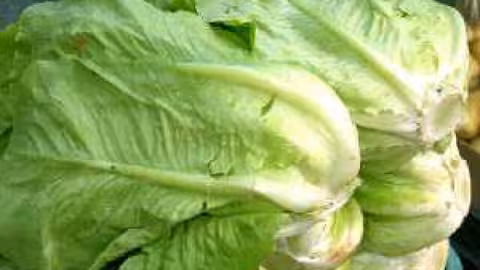 Lechuga romana (Foto regmurciacom)