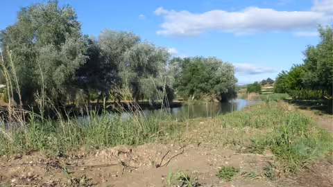 Bosque de Ribera (Foto CARM)