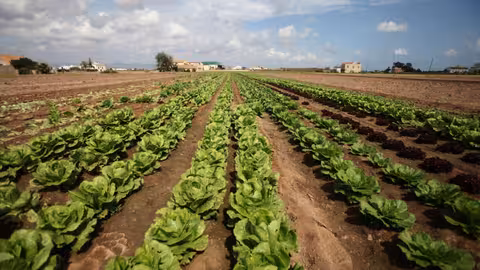 Campo de lechugas (Foto Generalitat Valenciana)